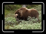 01 Muskox * Dovrefjell National Park, Near Hestgjeterhytta * 600 x 400 * (132KB)