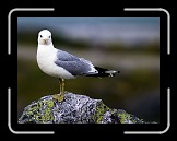 03 Seagull * Jostedalsbreen National Park * 600 x 450 * (83KB)