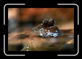 04 Mudskipper * Bergen, Aquarium * 600 x 400 * (61KB)
