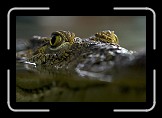 05 Crocodile * Bergen, Aquarium * 600 x 400 * (59KB)