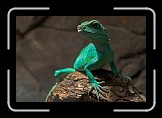 06 Lizard * Bergen, Aquarium * 600 x 400 * (70KB)