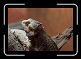 07 Lizard * Bergen, Aquarium * 600 x 400 * (77KB)