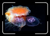 08 Jellyfish * Two Moon Jelly (Aurelia aurita) becoming the bate of a Lions Mane Jellyfish (Cyanea cappilata). * 600 x 400 * (90KB)