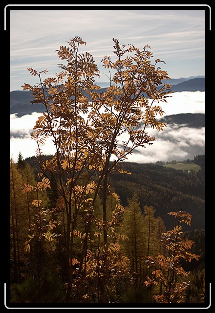 N&auml;chstes Bild