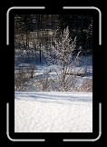 04 Frozen 02 * Frozen tree in front of our accommodation * 400 x 600 * (123KB)