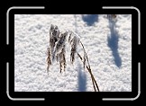 05 Frozen Reed * Frozen Reed on Erlaufsee * 600 x 400 * (83KB)