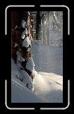 07 In the Woods * Snow falling from branches.(My brother helped a bit on this ;)) * 344 x 600 * (88KB)