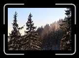 09 Winter Mood * Snow blown of the trees by a stiff breeze * 600 x 401 * (115KB)