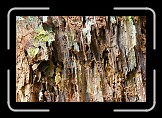 09 Tree Bark * 600 x 400 * (322KB)