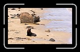 02 Seal * 600 x 338 * (141KB)
