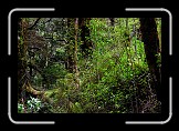 08 Deep Forest * 600 x 400 * (330KB)