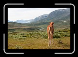 24 Dovrefjell * 600 x 400 * (193KB)