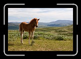 03 Young Horse at Dovrefjell * 600 x 400 * (184KB)