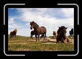 04 Horses at Dovrefjell * 600 x 400 * (159KB)