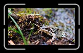 05 Frog * 600 x 337 * (204KB)