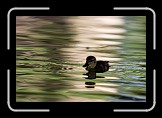07 Solitude * 600 x 400 * (130KB)