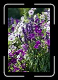 08 Violett * 400 x 600 * (226KB)
