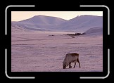 02 Spitsbergen Reindeer * 600 x 400 * (117KB)
